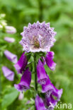 Gewoon vingerhoedskruid (Digitalis purpurea)