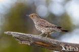 Gouden grondspecht (Colaptes auratus)