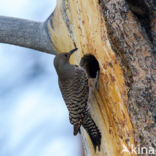 Northern flicker (Colaptes auratus)