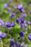 Grasklokje (Campanula rotundifolia)