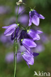 Grasklokje (Campanula rotundifolia)