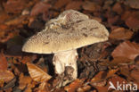 Grey Spotted Amanita (Amanita excelsa)