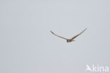 Montagu s Harrier (Circus pygargus)