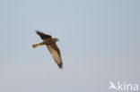 Montagu s Harrier (Circus pygargus)