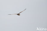 Montagu s Harrier (Circus pygargus)