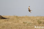 Montagu s Harrier (Circus pygargus)