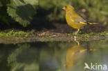 Groenling (Carduelis chloris)