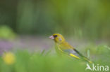 Groenling (Carduelis chloris)