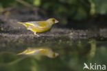 Groenling (Carduelis chloris)