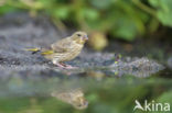 Groenling (Carduelis chloris)