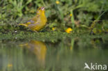 Groenling (Carduelis chloris)