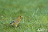 Groenling (Carduelis chloris)