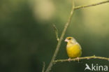 Groenling (Carduelis chloris)