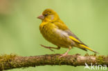 European Greenfinch (Carduelis chloris)