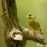 Groenling (Carduelis chloris)