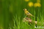 European Greenfinch (Carduelis chloris)