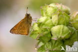 Groot dikkopje (Ochlodes faunus)