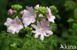 Common Mallow (Malva sylvestris)