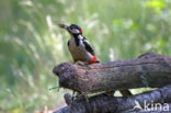 Grote Bonte Specht (Dendrocopos major)