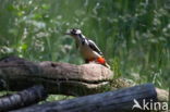 Great Spotted Woodpecker (Dendrocopos major)