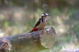 Great Spotted Woodpecker (Dendrocopos major)