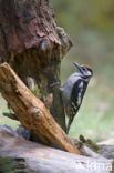 Great Spotted Woodpecker (Dendrocopos major)