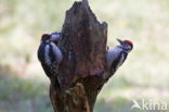 Grote Bonte Specht (Dendrocopos major)