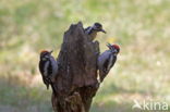 Great Spotted Woodpecker (Dendrocopos major)