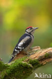 Great Spotted Woodpecker (Dendrocopos major)