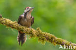 Great Spotted Woodpecker (Dendrocopos major)