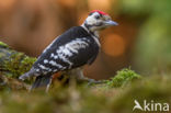 Grote Bonte Specht (Dendrocopos major)