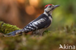 Great Spotted Woodpecker (Dendrocopos major)