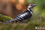 Grote Bonte Specht (Dendrocopos major)