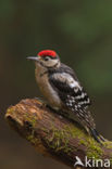 Grote Bonte Specht (Dendrocopos major)