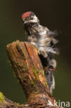 Great Spotted Woodpecker (Dendrocopos major)