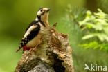 Great Spotted Woodpecker (Dendrocopos major)