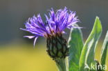 Grote centaurie (Centaurea scabiosa)