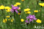 Grote centaurie (Centaurea scabiosa)