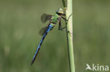 Grote keizerlibel (Anax imperator)