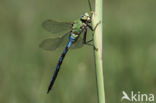 Grote keizerlibel (Anax imperator)