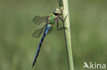 Grote keizerlibel (Anax imperator)