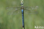 Grote keizerlibel (Anax imperator)