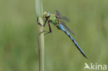 Emperor Dragonfly (Anax imperator)