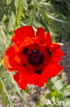 Grote klaproos (Papaver rhoeas)