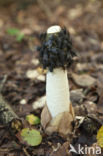 Grote stinkzwam (Phallus impudicus)