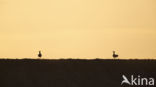 Great Bustard (Otis tarda)