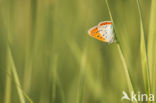 Grote vuurvlinder (Lycaena dispar)