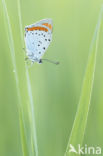 Large Copper (Lycaena dispar)