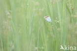 Grote vuurvlinder (Lycaena dispar)