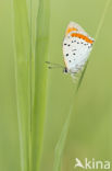 Grote vuurvlinder (Lycaena dispar)